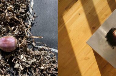 FINAL spliced Pamela Carlos press image